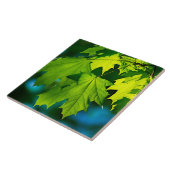 Blätter für frischen grünen Ahorn Fliese (Seite)