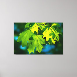 Blätter für frischen grünen Ahorn Leinwanddruck