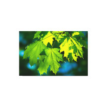 Blätter für frischen grünen Ahorn