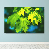 Blätter für frischen grünen Ahorn Leinwanddruck (Insitu (Holzboden))
