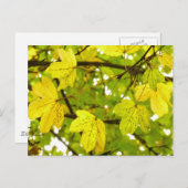 Blätter für Gelbe Feldmaske Postkarte (Vorne/Hinten)