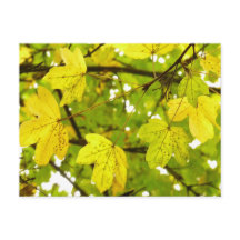 Blätter für Gelbe Feldmaske Postkarte