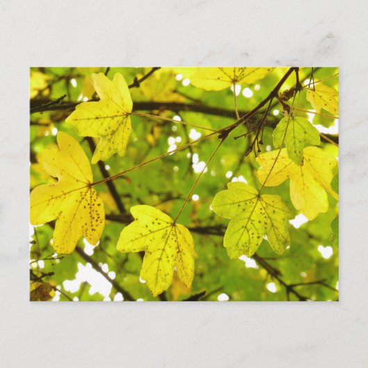 Blätter für Gelbe Feldmaske Postkarte (Vorderseite)