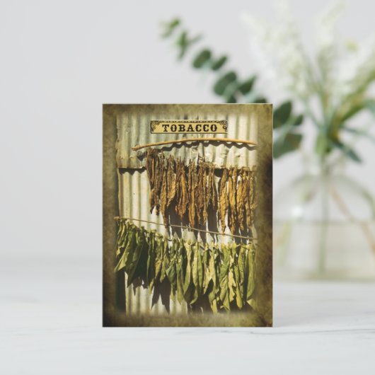 Blätter für getrockneten Tabak Postkarte (Stehend Vorderseite)