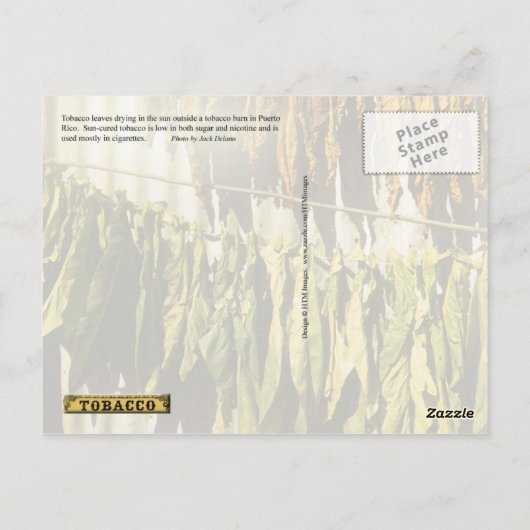 Blätter für getrockneten Tabak Postkarte (Rückseite)