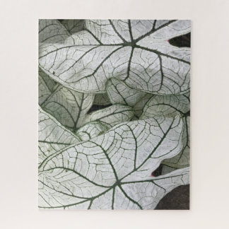 Blätter für grünes Weißkaladium Puzzle