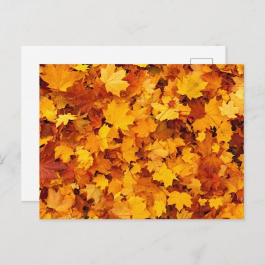 Blätter für Herbstmaple Postkarte (Vorne/Hinten)