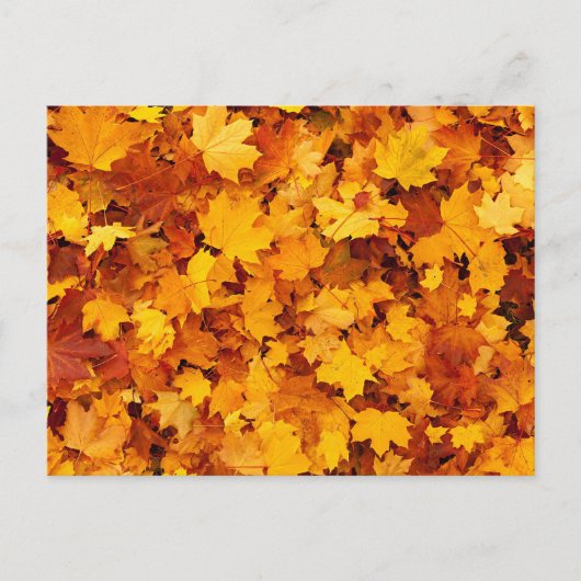 Blätter für Herbstmaple Postkarte (Vorderseite)