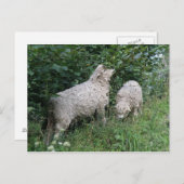 Blätter für niedliche Schafe Postkarte (Vorne/Hinten)