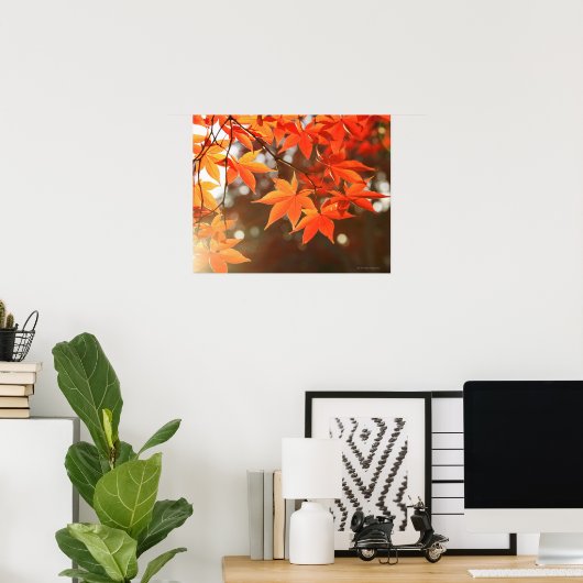 Blätter für rote Herbstmaple Poster (Heimbüro)