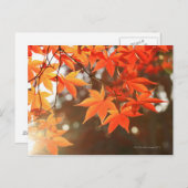 Blätter für rote Herbstmaple Postkarte (Vorne/Hinten)