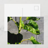 Blätter für Sonnenblumen Postkarte (Vorne/Hinten)