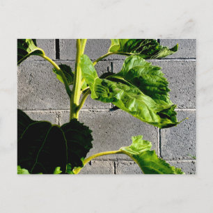 Blätter für Sonnenblumen Postkarte