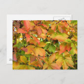 Blätter für wild lebende Weintrauben im Herbst Postkarte (Vorne/Hinten)