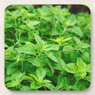 Blätter Getränkeuntersetzer