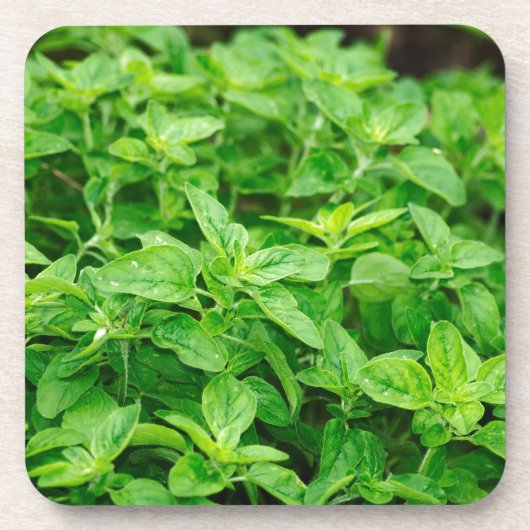 Blätter Getränkeuntersetzer (Vorderseite)