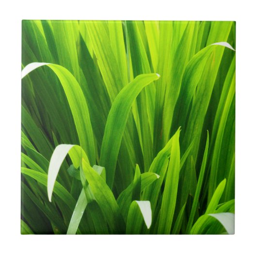 Blätter im Garten Fliese (Vorderseite)