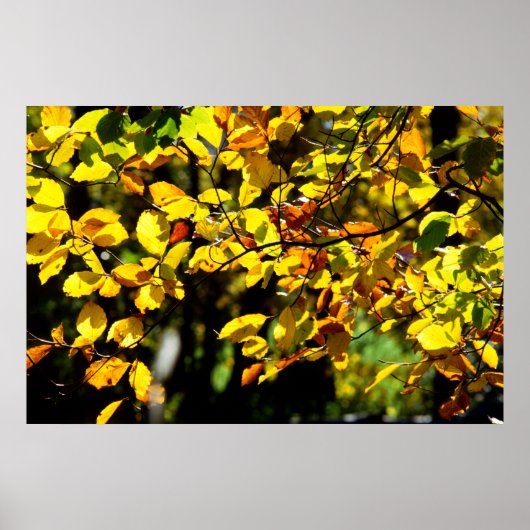 Blätter im Herbst Poster (Vorne)