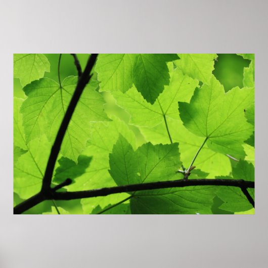 Blätter im Hintergrund drucken Poster (Vorne)