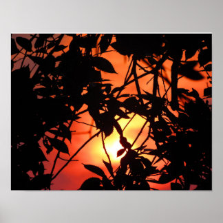 Blätter in der Sonne Poster