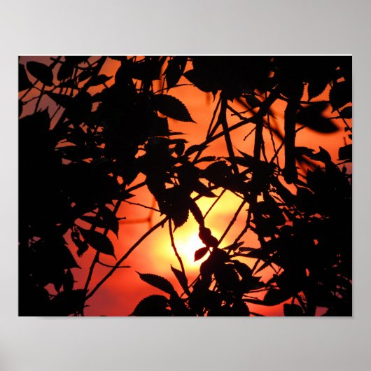 Blätter in der Sonne Poster (Vorne)