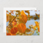 Blätter in Orange Postkarte (Vorne/Hinten)