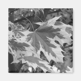 Blätter in Schwarz und Weiß Magnet