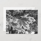 Blätter in Schwarz und Weiß Postkarte (Vorne/Hinten)