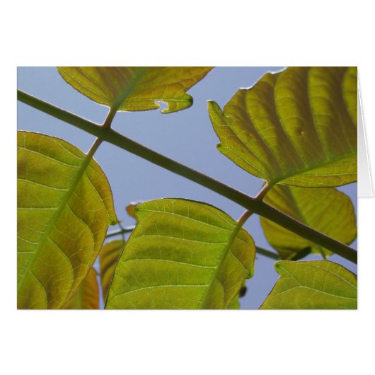 Blätter-Karte (Vorderseite (Horizontal))