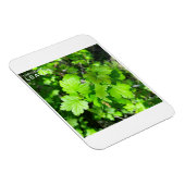 Blätter Magnet (Rechte Seite)