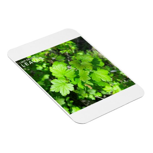 Blätter Magnet (Rechte Seite)