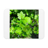 Blätter Magnet (Horizontal)