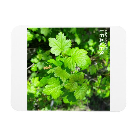 Blätter Magnet (Horizontal)