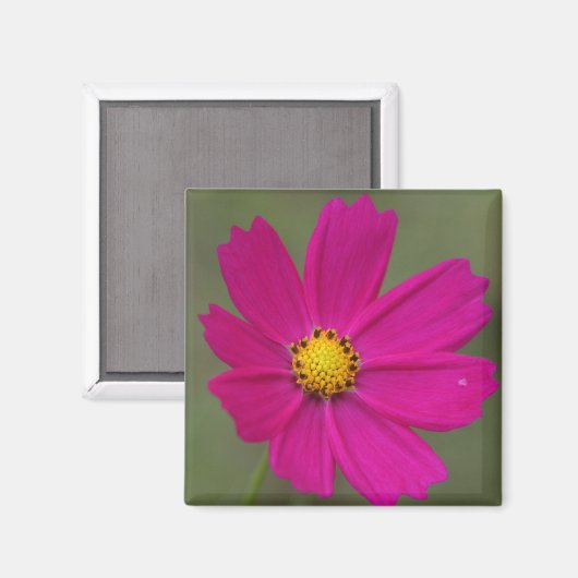 Blätter Magnet (Vorderseite/Rückseite)