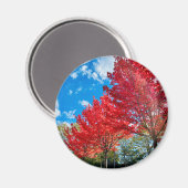 Blätter mit hellen Roten Bäumen im Herbst Magnet (Vorderseite/Rückseite)