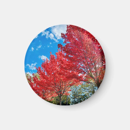 Blätter mit hellen Roten Bäumen im Herbst Magnet (Vorne)