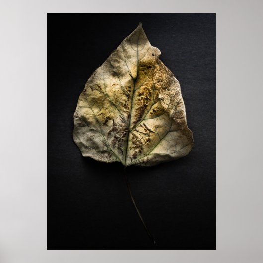 Blätter Nr. 1 Farbversion Poster (Vorne)