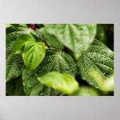 Blätter Poster (Vorne)