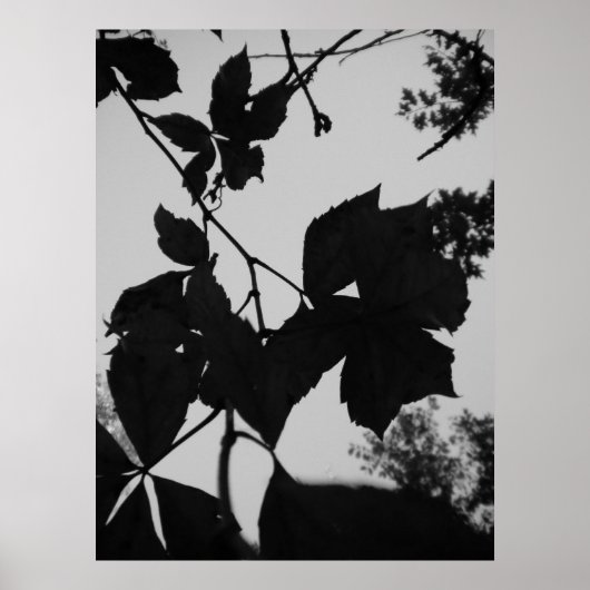 Blätter Poster (Vorne)