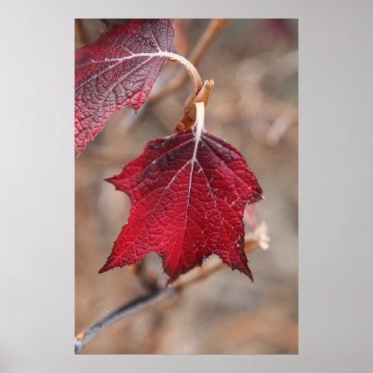 Blätter Poster (Vorne)