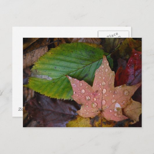 Blätter Postkarte (Vorne/Hinten)