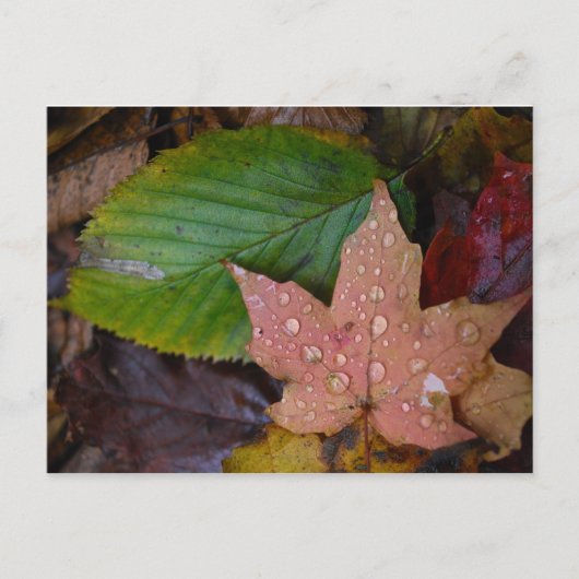 Blätter Postkarte (Vorderseite)