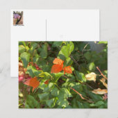 Blätter Postkarte (Vorne/Hinten)