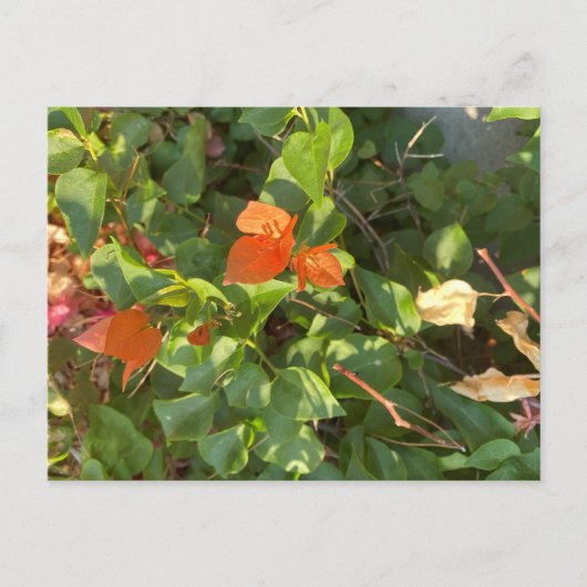 Blätter Postkarte (Vorderseite)
