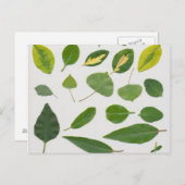 Blätter Postkarte (Vorne/Hinten)