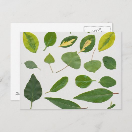 Blätter Postkarte (Vorne/Hinten)