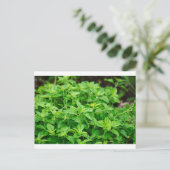 Blätter Postkarte (Stehend Vorderseite)