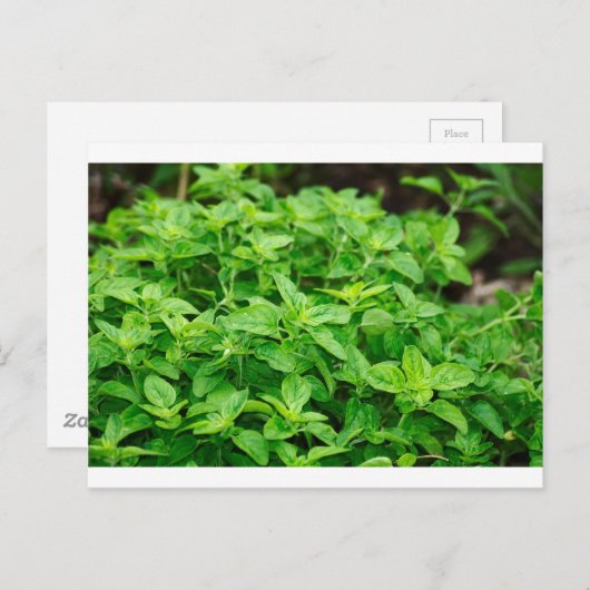 Blätter Postkarte (Vorne/Hinten)