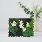 Blätter Postkarte (Stehend Vorderseite)