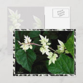 Blätter Postkarte (Vorne/Hinten)